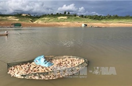 Kon Tum: Cá hồ chứa thuỷ điện Pleikrong chết do thiếu ô xy